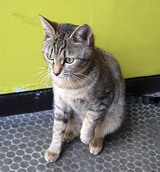 ウメ1