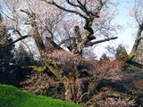 光巌寺桜1