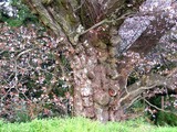 光巌寺桜アップ