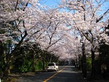 伊豆高原桜