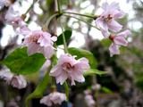 豆桜1