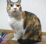 すて