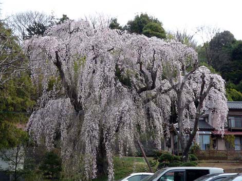 唐木田桜2
