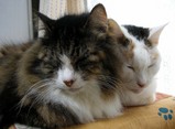 ねこ