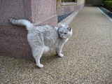 ねこ