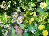 草花1