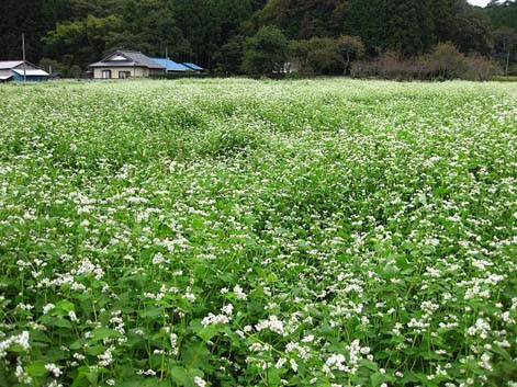 蕎麦の花1