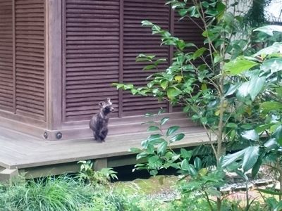 たぬき