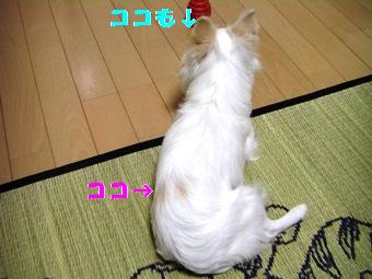 ¥È¥È¥í¸å¤í