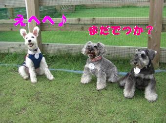 3¥·¥ç¥Ã¥È