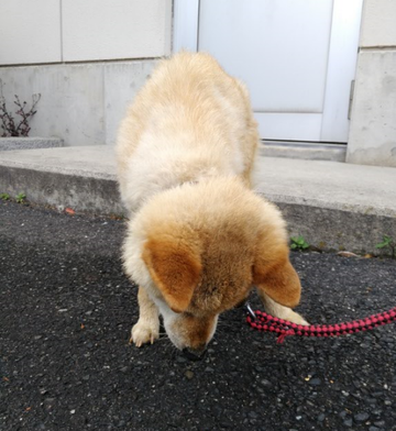 キャプチャ2