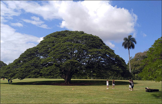 【完全にキチガイ】ハワイにある日立の樹が韓国人観光客嫌がらせで切り倒されそうｗｗｗｗｗ 日立の樹を見た韓国人の反応ｗｗｗｗｗｗ