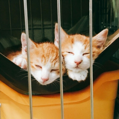 o1080108014210267522