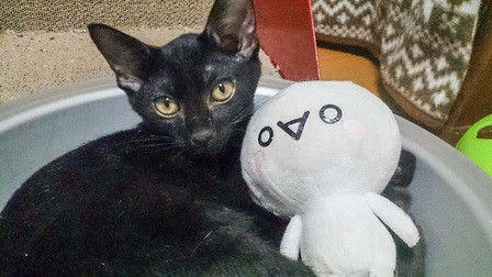 o0448025213817569679