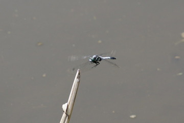 DSC03731-1