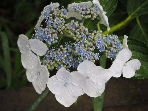 P6081220