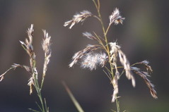 DSC00087