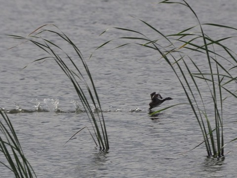P7230929_s