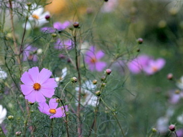 P9293354