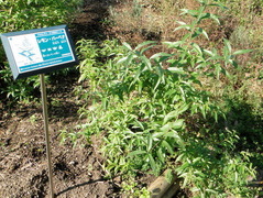 DSC02982-1
