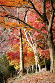 DSC04245