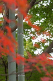 DSC00650