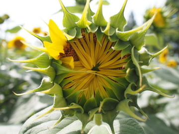 P7210084
