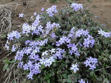 DSC03188
