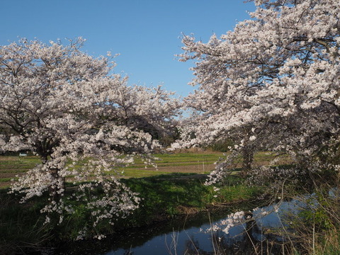P3313833