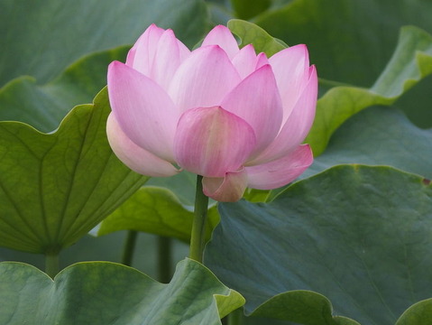 P7230913