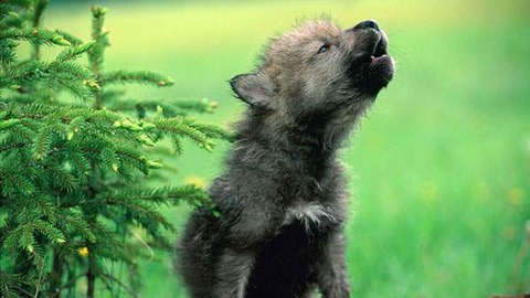 wallpaper-wolves-illustration-photo-11
