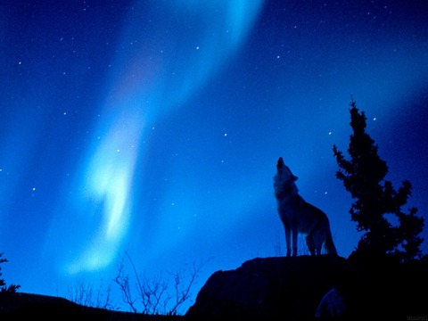 lobos1394