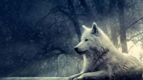 wallpaper-cool-animal-08