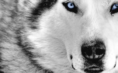 wallpaper-cool-animal-07