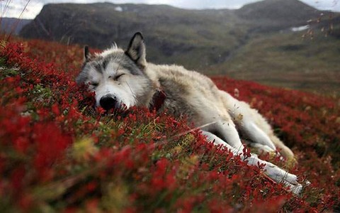 wallpaper-wolves-illustration-photo-07