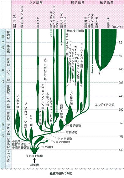 plant keitouzu