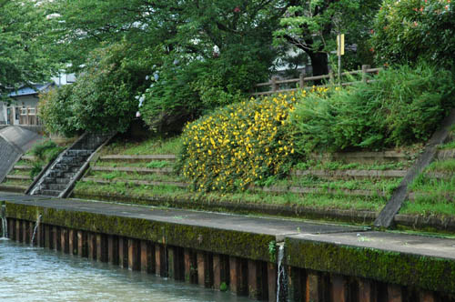 富山市 いたち川 花 写真 自然