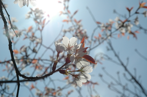 桜 富山市 満開