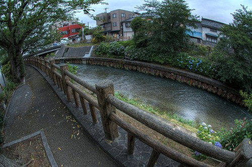 富山市 紫陽花 アジサイ いたち川