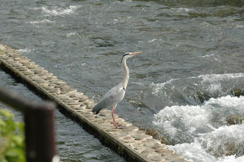 いたち川 鳥1