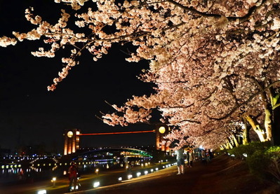 環水公園夜桜150404