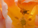 20100419_095