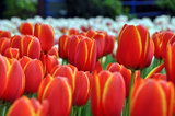 20100414_049