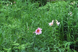 20110626_070