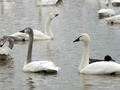 20140201_435