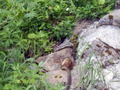 P7220393