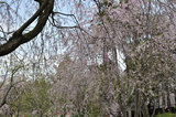 20100419_018