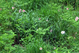 20110626_071