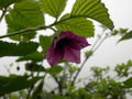 20130709__078