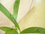 P1070336